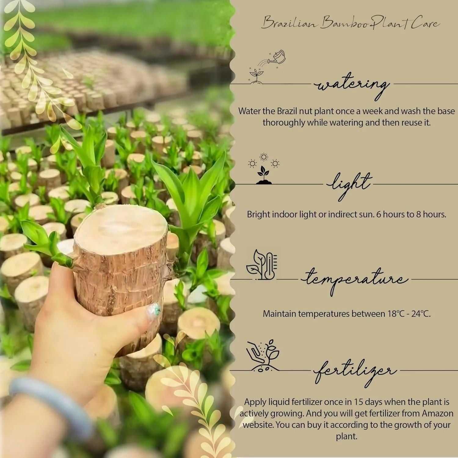 Brazilian Lucky Wood, Mini Home Plant Decorations - Harappakart