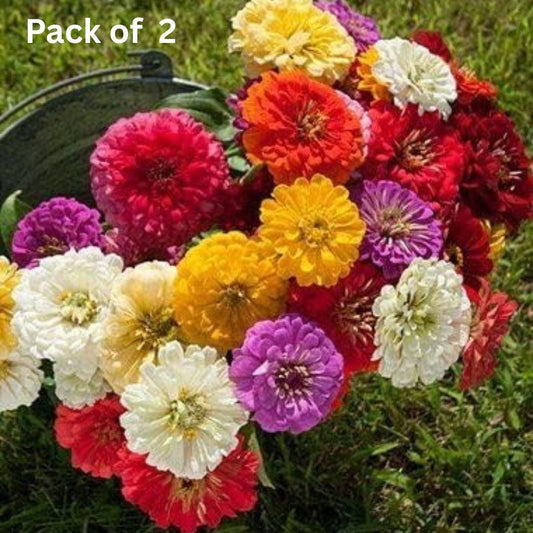 ZINNIA seeds pack of 2 (100 seeds approx) with Free Plant Growth Booster and Supplement Vol. 30ml - Harappakart