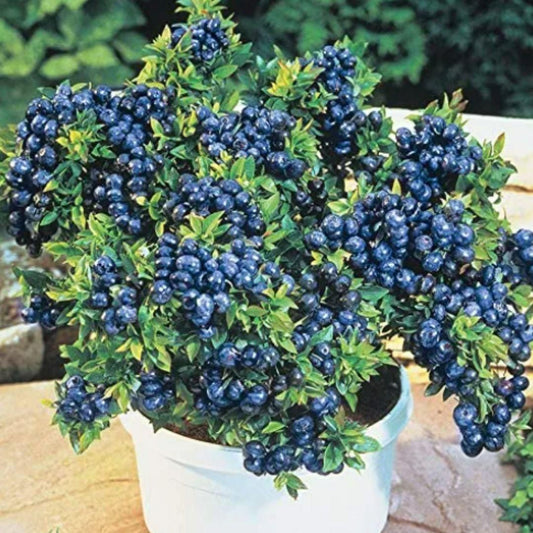 Giant Blueberry Fruit Seeds - Harappakart