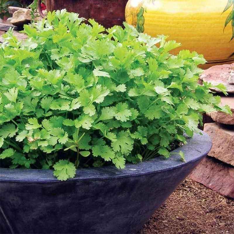 Organic Coriander seeds for Gardening (Pack of 20) - Harappakart