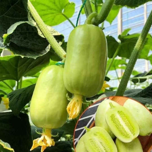 Cucumber-Golden Boy Lady Cucumber - Harappakart