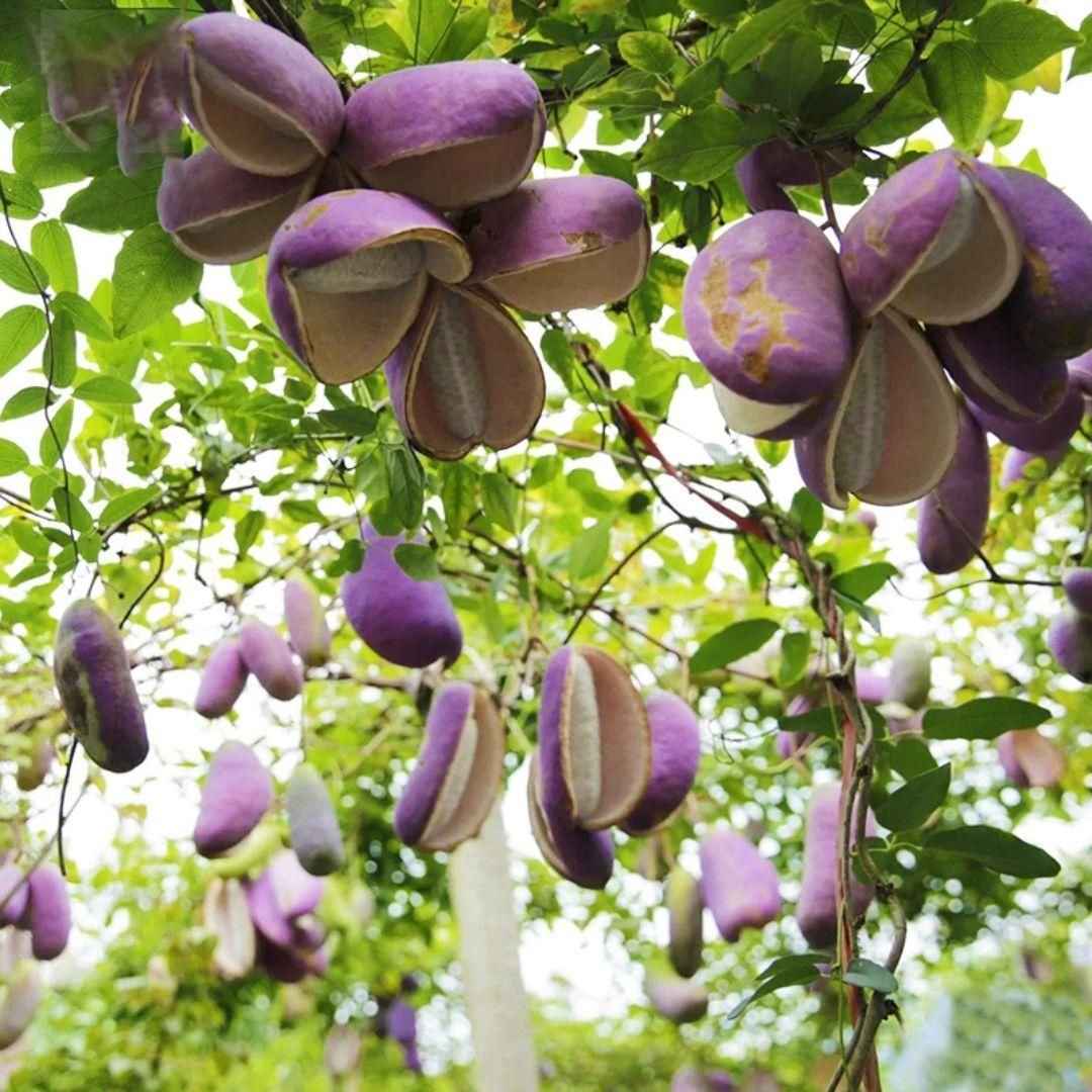 August Melon Seeds - Harappakart