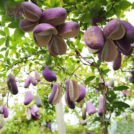 August Melon Seeds - Harappakart
