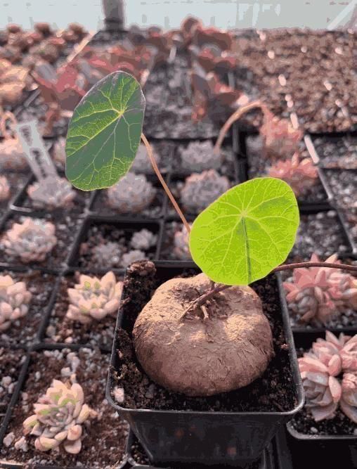Stephania Erecta Plant - Harappakart