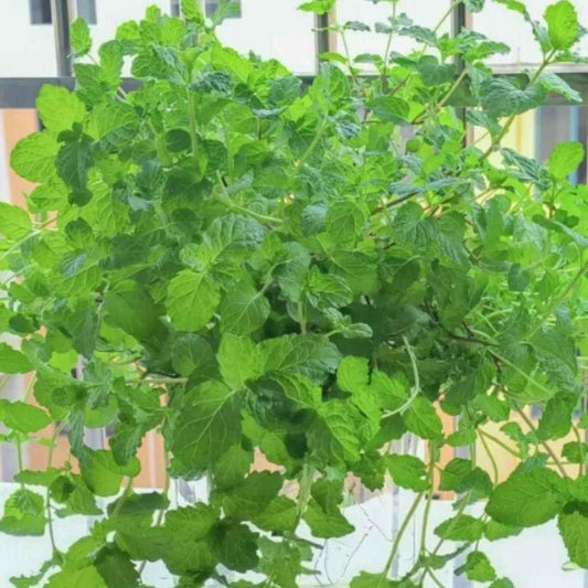 The Latest Ornamental And Edible Mint Varieties - Harappakart