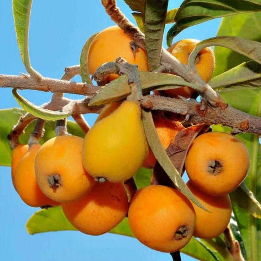 Five-star Loquat Seeds - Harappakart
