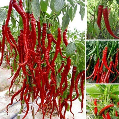 Hybrid Chilli Seeds - Harappakart