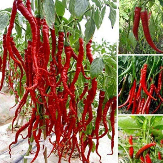 Hybrid Chilli Seeds - Harappakart