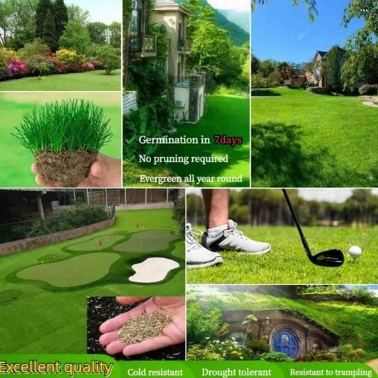 Grass Seeds Hybrid Best For Your Beautiful Home Gardening - Harappakart