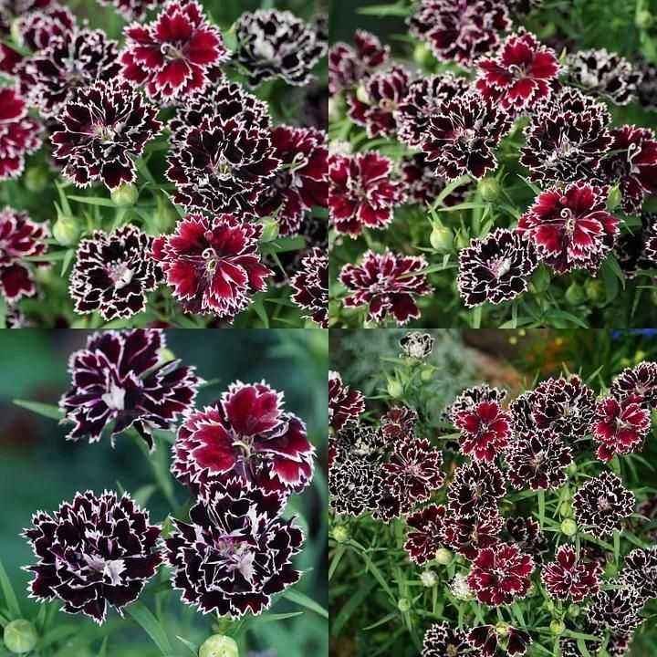 Dianthus Seeds (Free Pot Mixture 100 gm) - Harappakart
