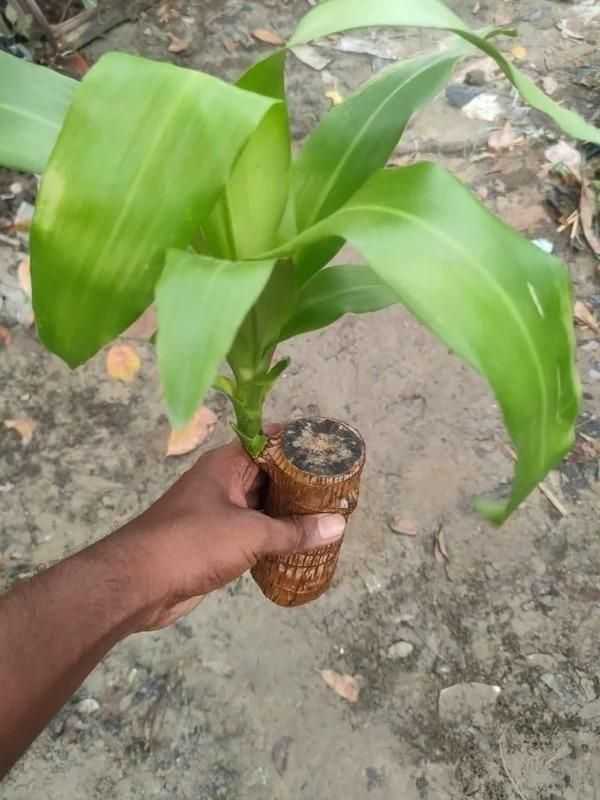 Brazilian Lucky Wood, Mini Home Plant Decorations - Harappakart