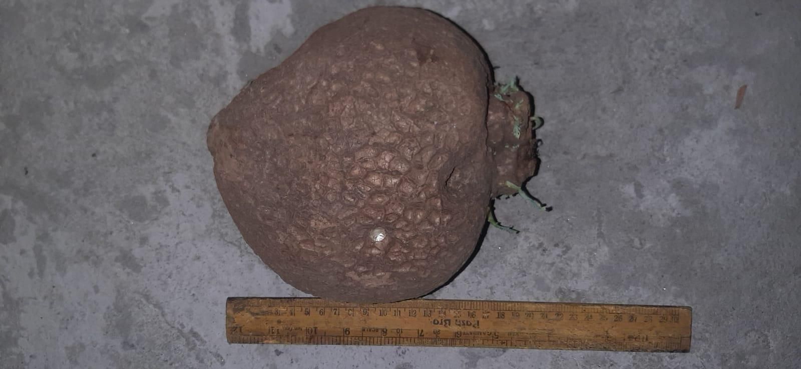 Stephania Erecta Plant - Harappakart