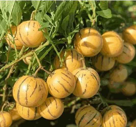 Ginseng Fruit Seeds - Harappakart