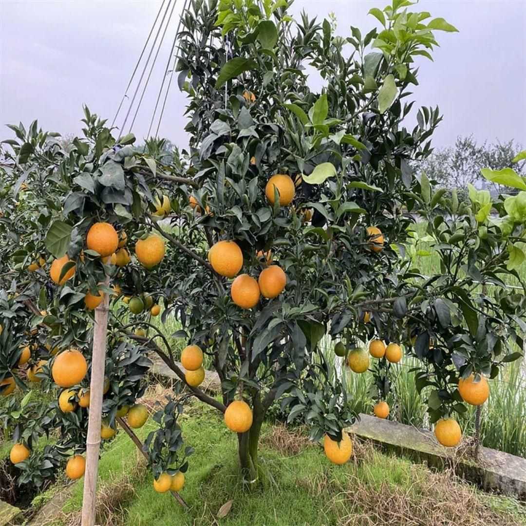 Jelly Orange Seeds - Harappakart