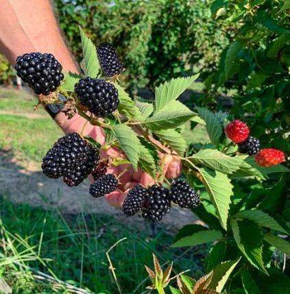 Sweet Giant Blackberry Seeds - Harappakart