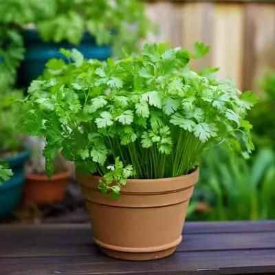 Organic Coriander seeds for Gardening (Pack of 20) - Harappakart