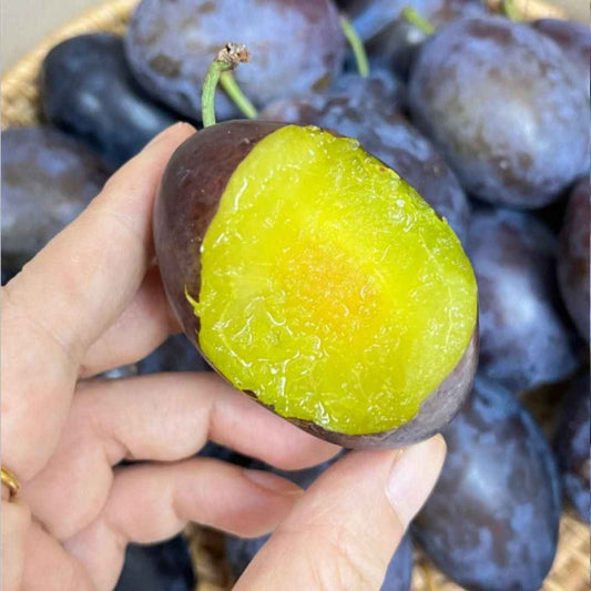 Blue Honey Goddess Plum Seeds - Harappakart