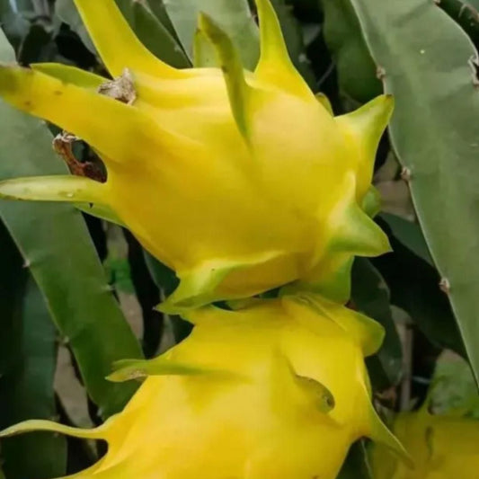 Multi-colored Dragon Fruit Seeds - Harappakart