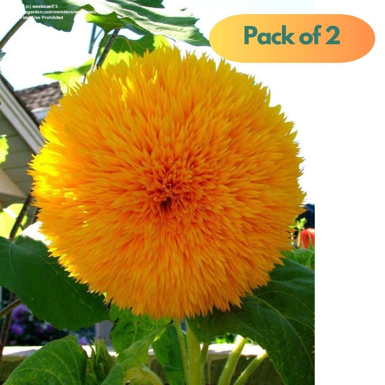 40 Pcs Sunflower Organic Seeds Pack of 2 - Harappakart