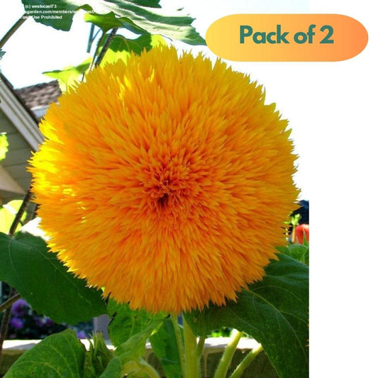 40 Pcs Sunflower Organic Seeds Pack of 2 - Harappakart