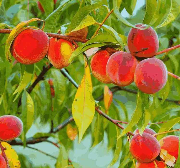Peach Tree Seeds - Harappakart