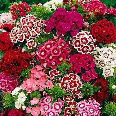Dianthus Seeds (Free Pot Mixture 100 gm) - Harappakart
