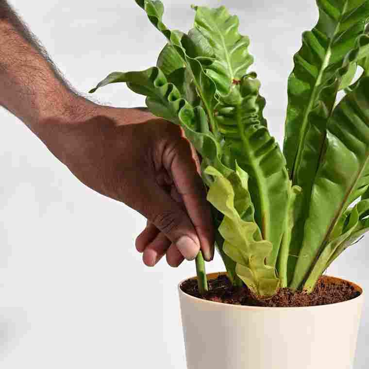 Plant Grow Fertilizer Sticks For Plants - 25 Stick Pack of 1 - Harappakart