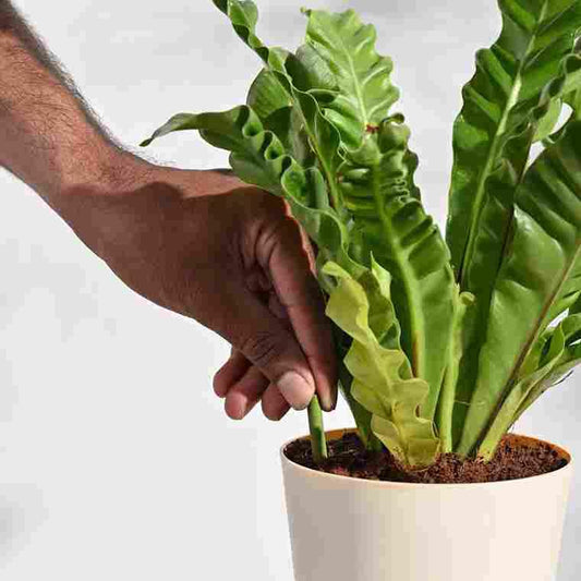 Plant Grow Fertilizer Sticks For Plants - 25 Stick Pack of 1 - Harappakart