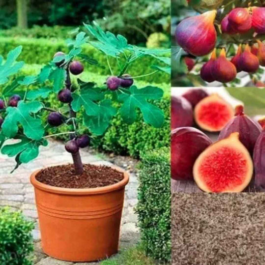 Fig Tree Seeds - Harappakart