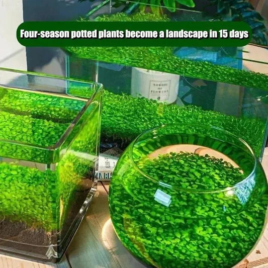 Aquatic Double Leaf Aquarium Plants  Seeds - Harappakart