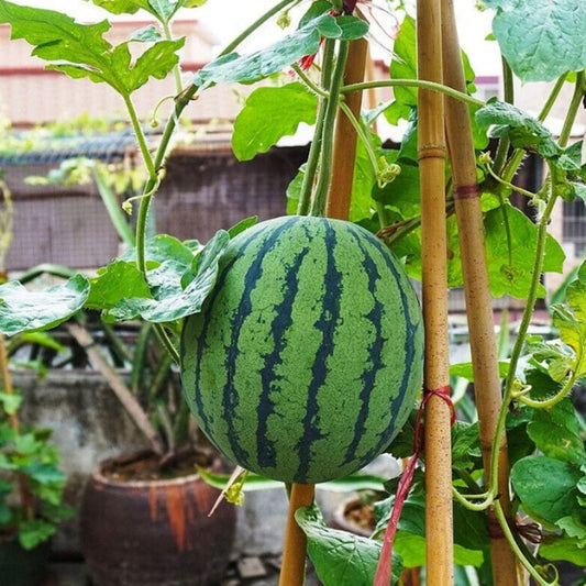 Potted small watermelon seeds - Harappakart