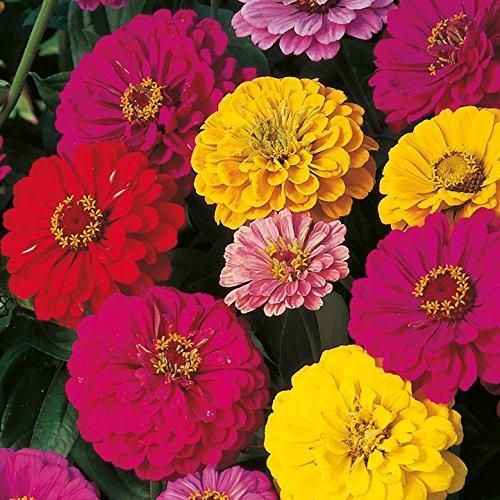 ZINNIA seeds pack of 2 (100 seeds approx) with Free Plant Growth Booster and Supplement Vol. 30ml - Harappakart