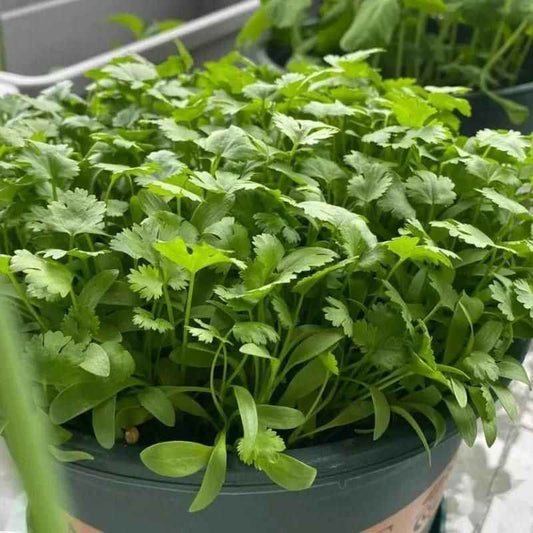 Organic Coriander seeds for Gardening (Pack of 20) - Harappakart