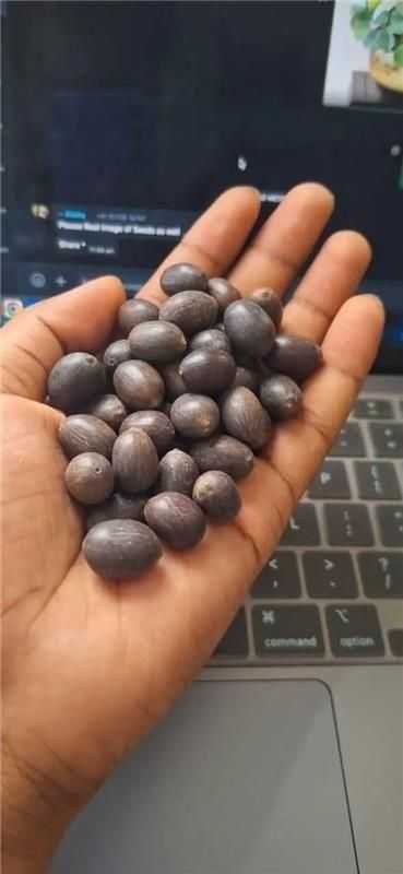 Bonsai Lotus Flower Seeds (50pc) - Harappakart