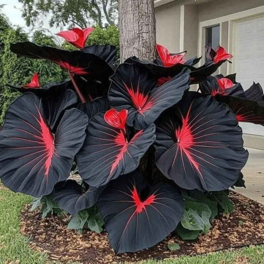 Black Hosta Seeds + 100 grams Organic Pot mix Free