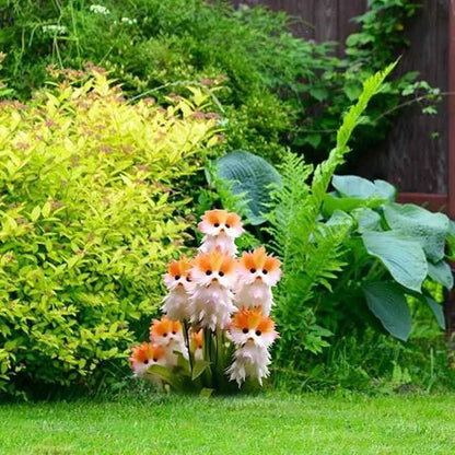 Cat Eye Dazzle Seeds and Free Organic Pot Mix 100 Grams