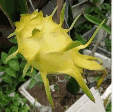 Multi-colored Dragon Fruit Seeds - Harappakart