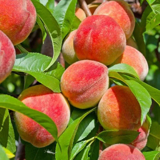 Peach Tree Seeds - Harappakart