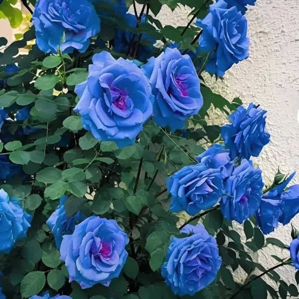 Blue Climbing Rose Seeds - Harappakart