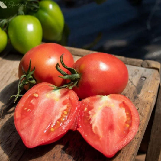 Mango Honey Tomato Seeds - Harappakart