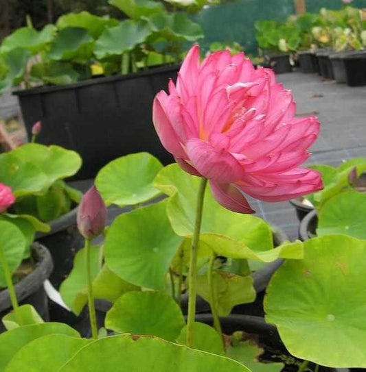 20 Pcs Japanese Bonsai Lotus Seeds Pack of 1 - Harappakart