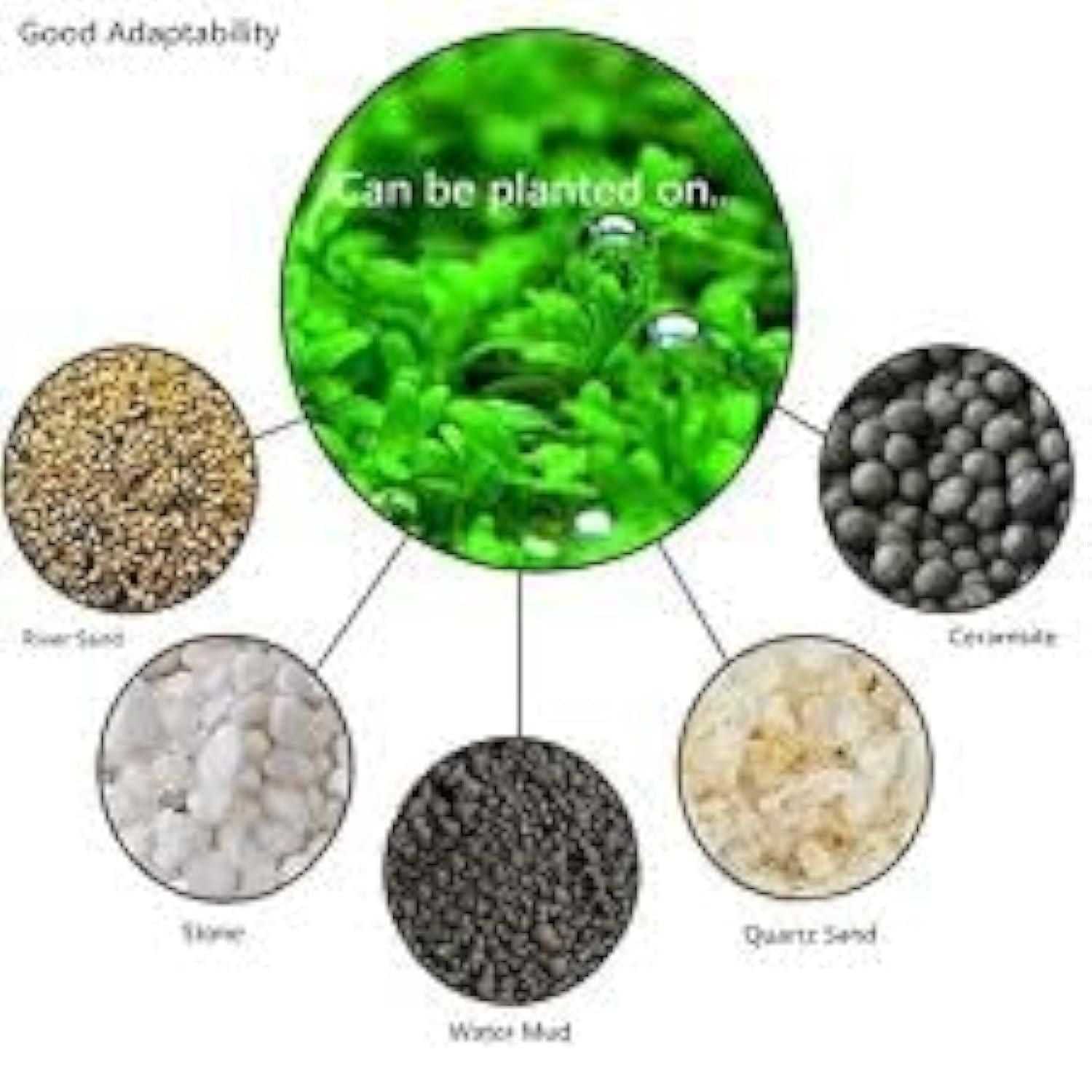 Aquatic Double Leaf Aquarium Plants  Seeds - Harappakart