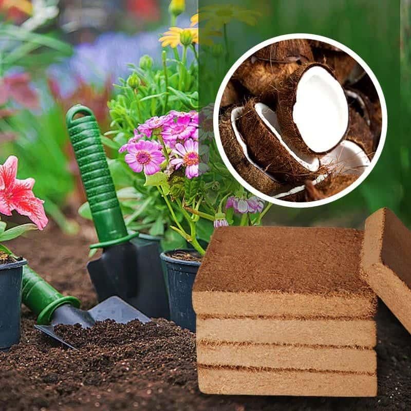 Coconut Coir (Pack of 2) with Plant Growth - Harappakart