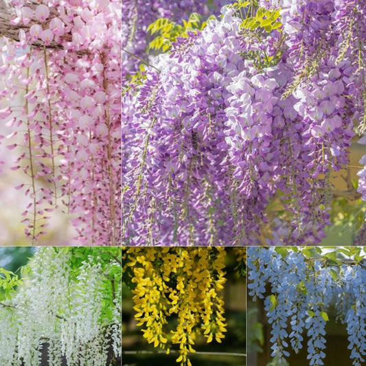 The Garden?s Cascading Beauty All Year Round -