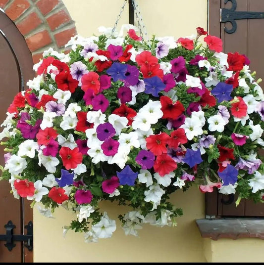 Mix Colour Morning Glory Mix Flower Seeds For Home Garden - Harappakart
