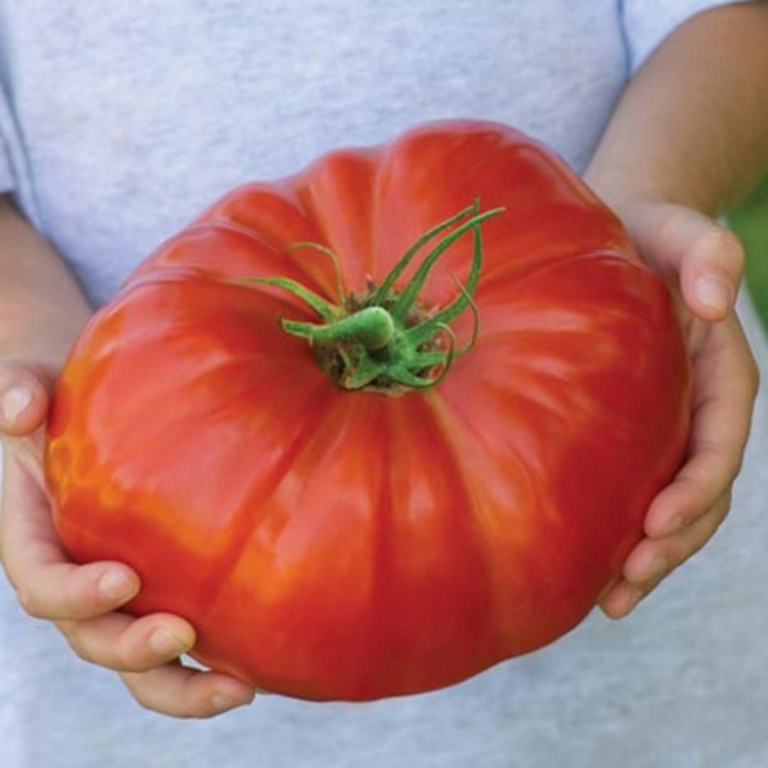 Giant Monster Tomato Seeds - Harappakart