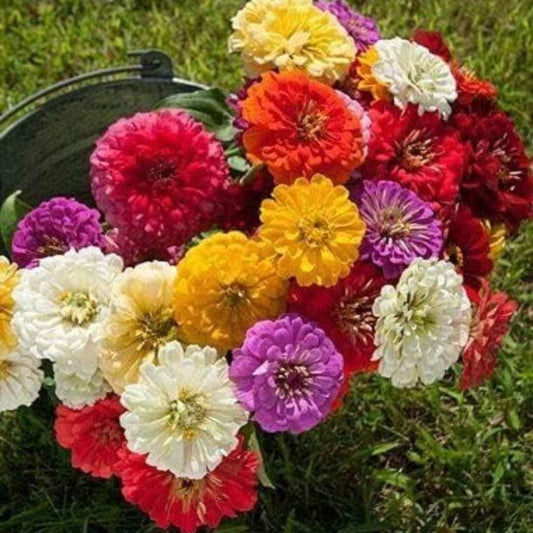 ZINNIA seeds pack of 1 (100 seeds approx) with Free Plant Growth Booster and Supplement Vol. 30ml - Harappakart