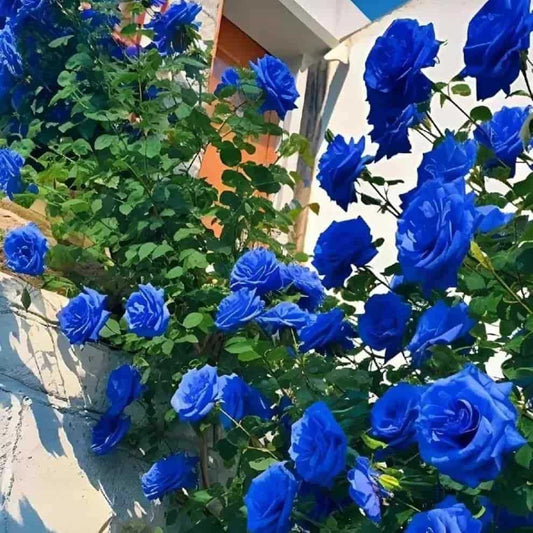 Blue Climbing Rose Seeds - Harappakart