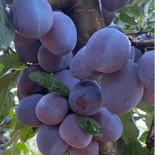 Blue Honey Goddess Plum Seeds - Harappakart