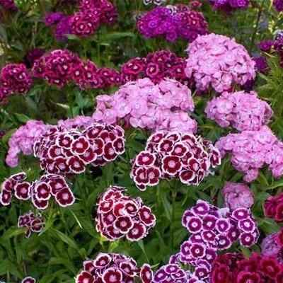 Dianthus Seeds (Free Pot Mixture 100 gm) - Harappakart
